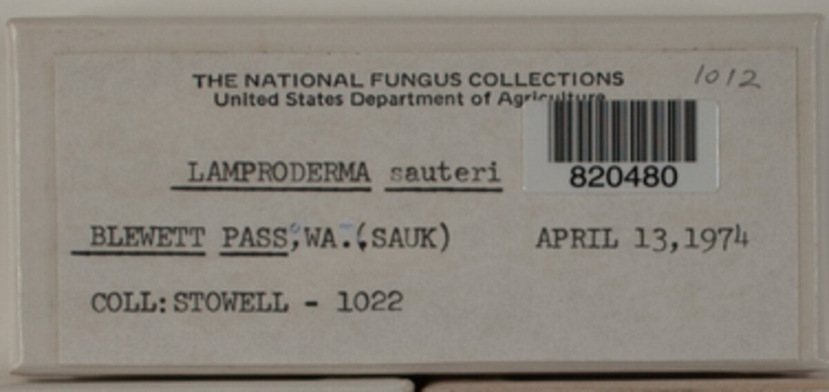Lamproderma sauteri image